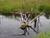 Old roots in beaver pond